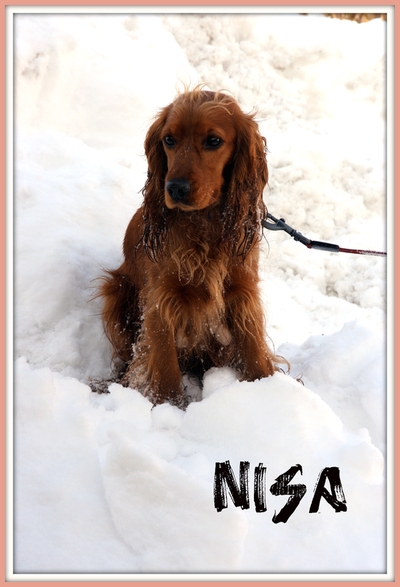 Nisa
